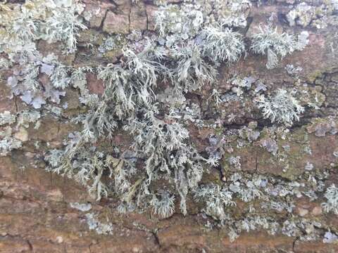 Image of farinose cartilage lichen