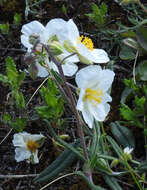 Image of White Rock-rose