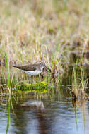 Image of Solitary Sandpiper