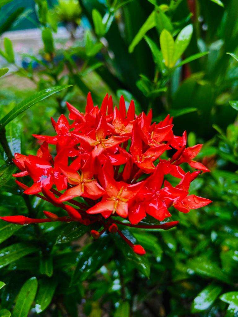 Image of ixora