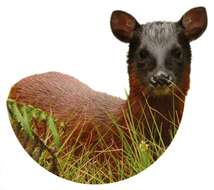 Image of Dwarf Red Brocket