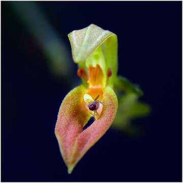 Image of fruit fly