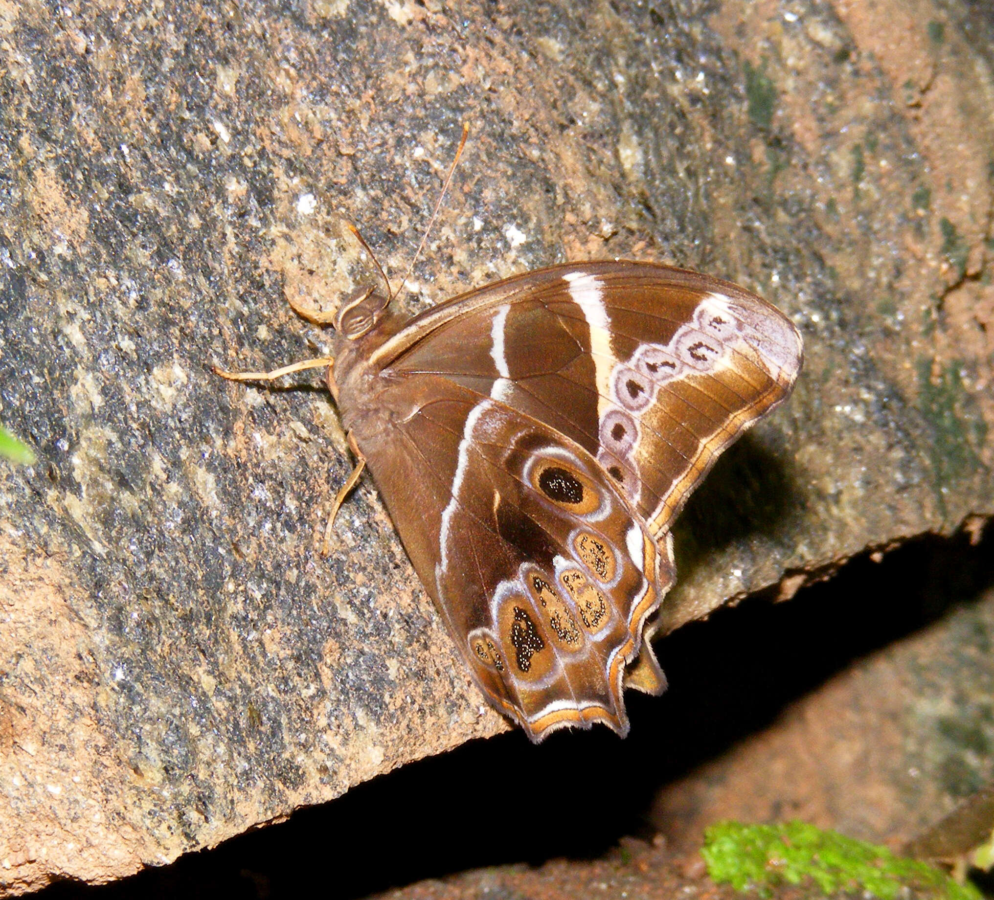 Image of Bamboo Tree Brown