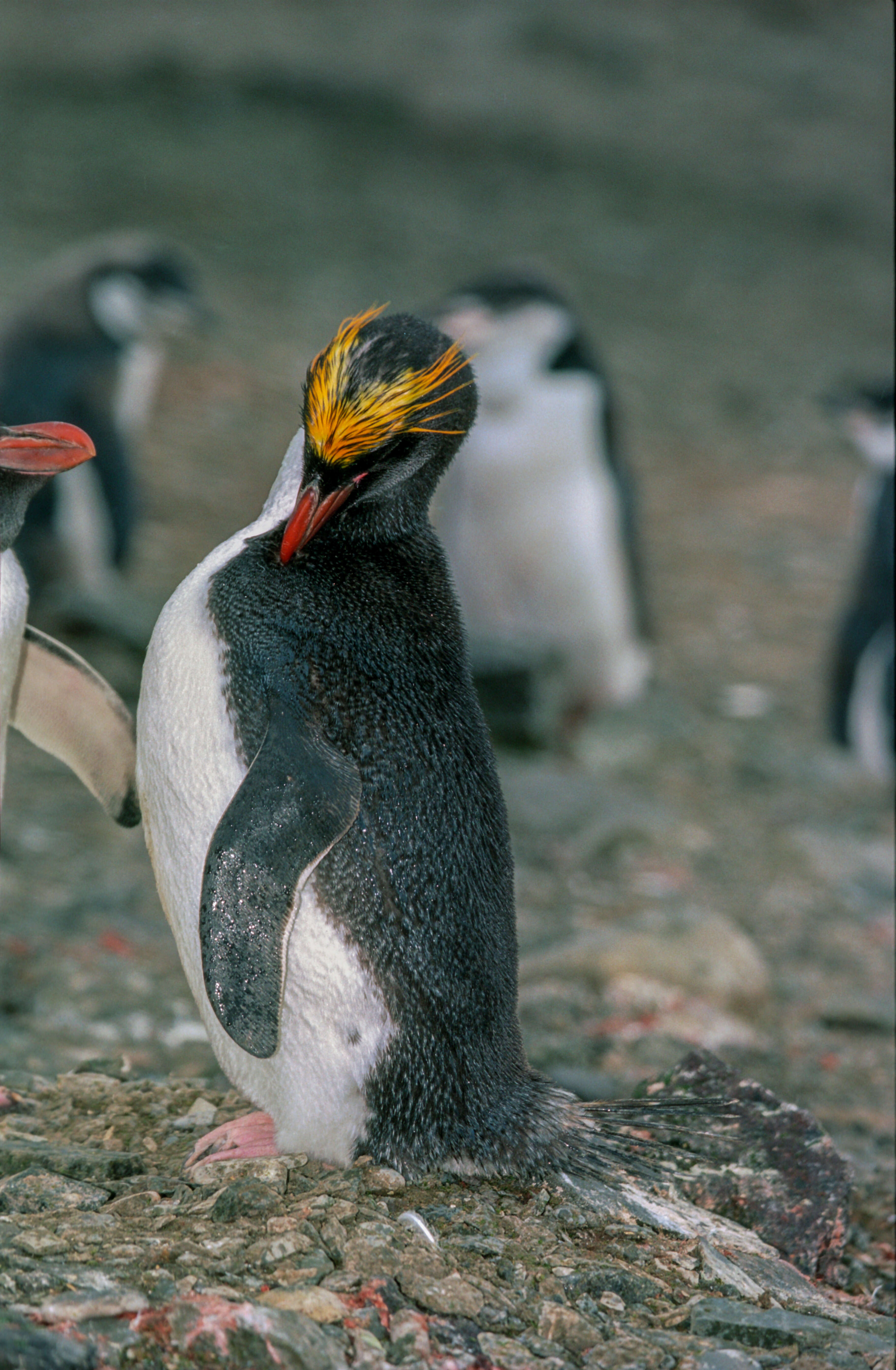 Image of Macaroni Penguin