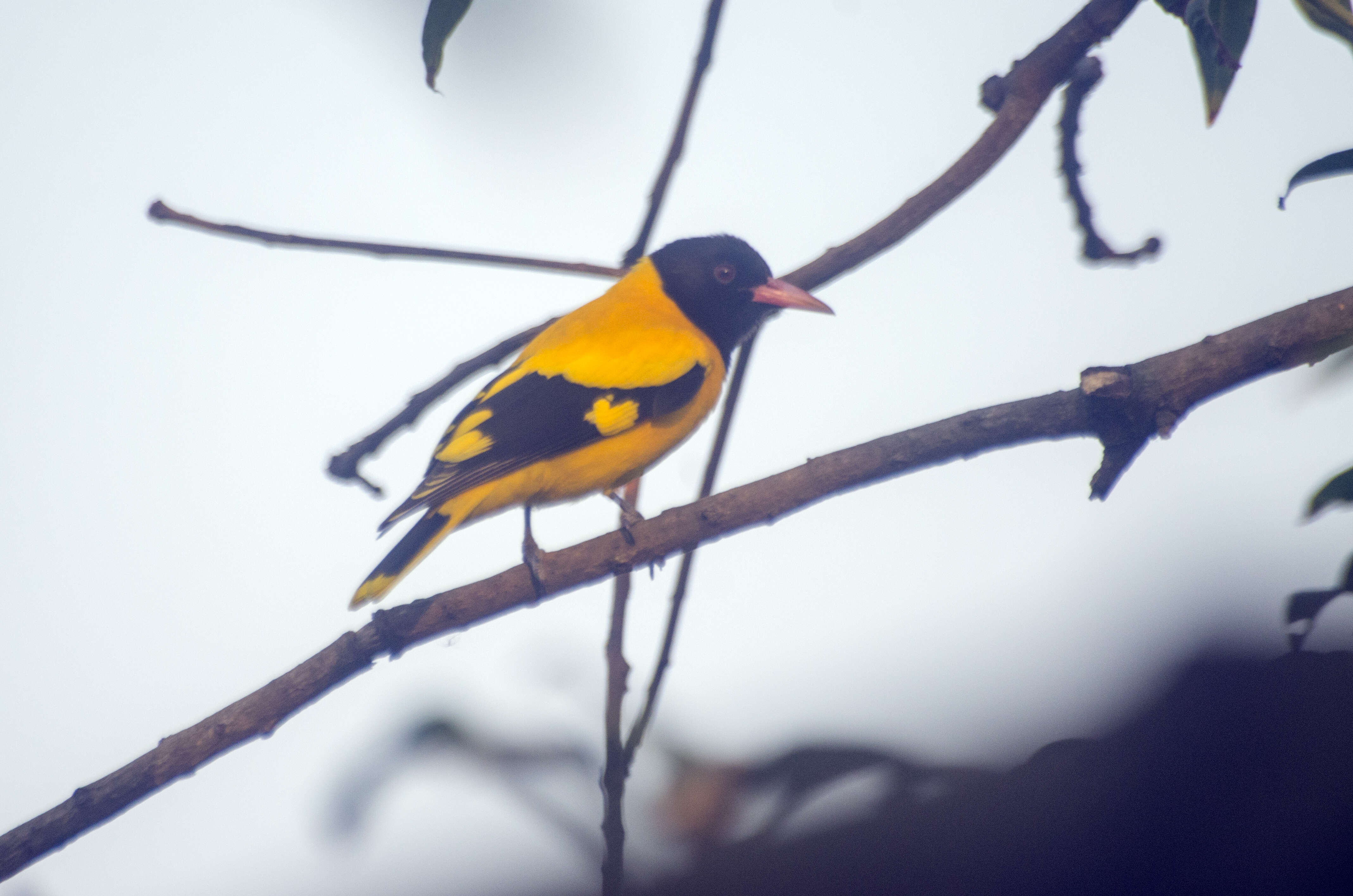 Image of Black-hooded Oriole