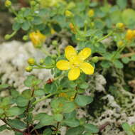 Image of Hypericum pallens Banks & Sol.