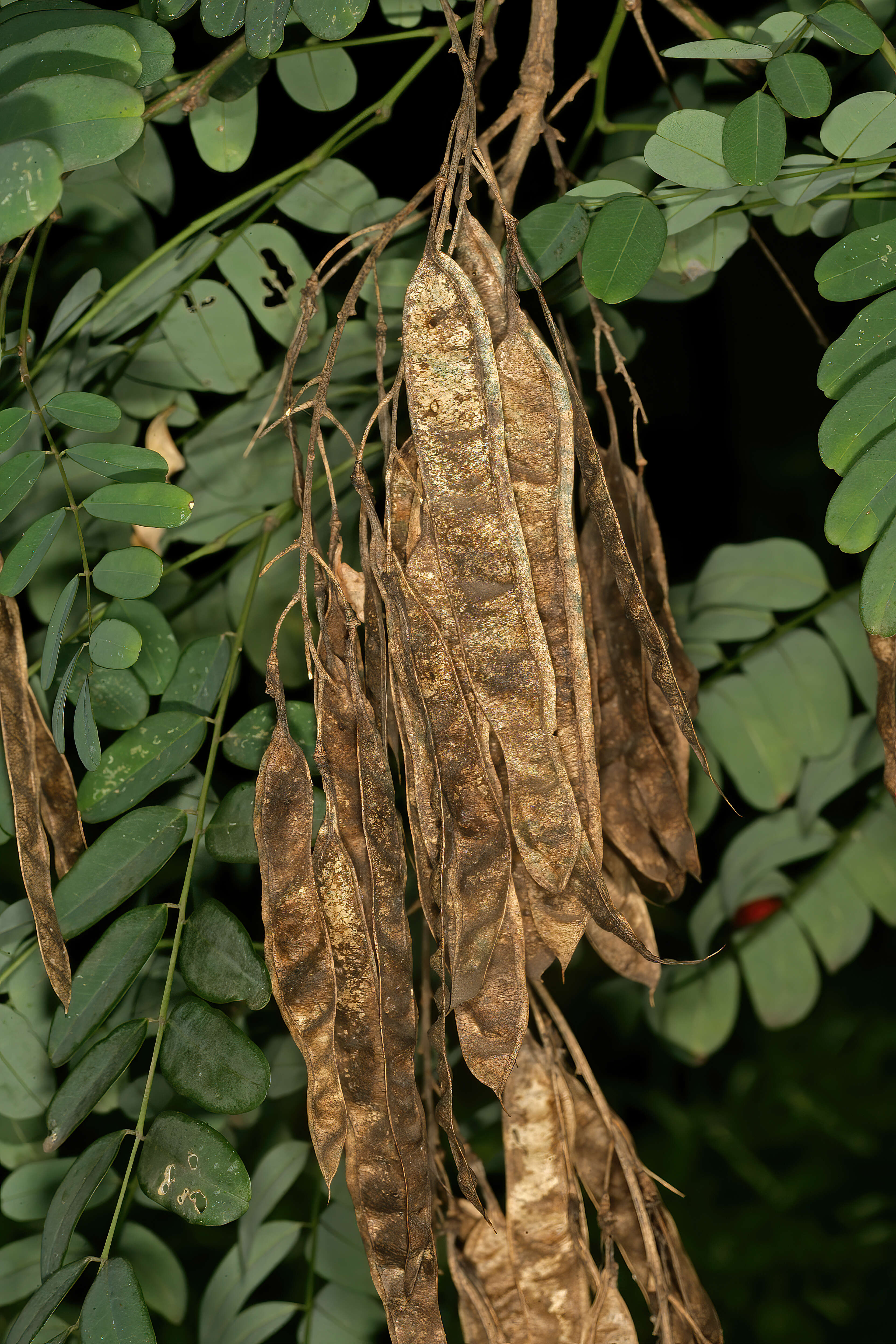 Imagem de Calpurnia aurea (Aiton) Benth.