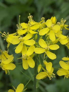 Image of Brassica rapa subsp. oleifera