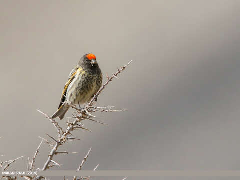 Image of Fire-fronted Serin