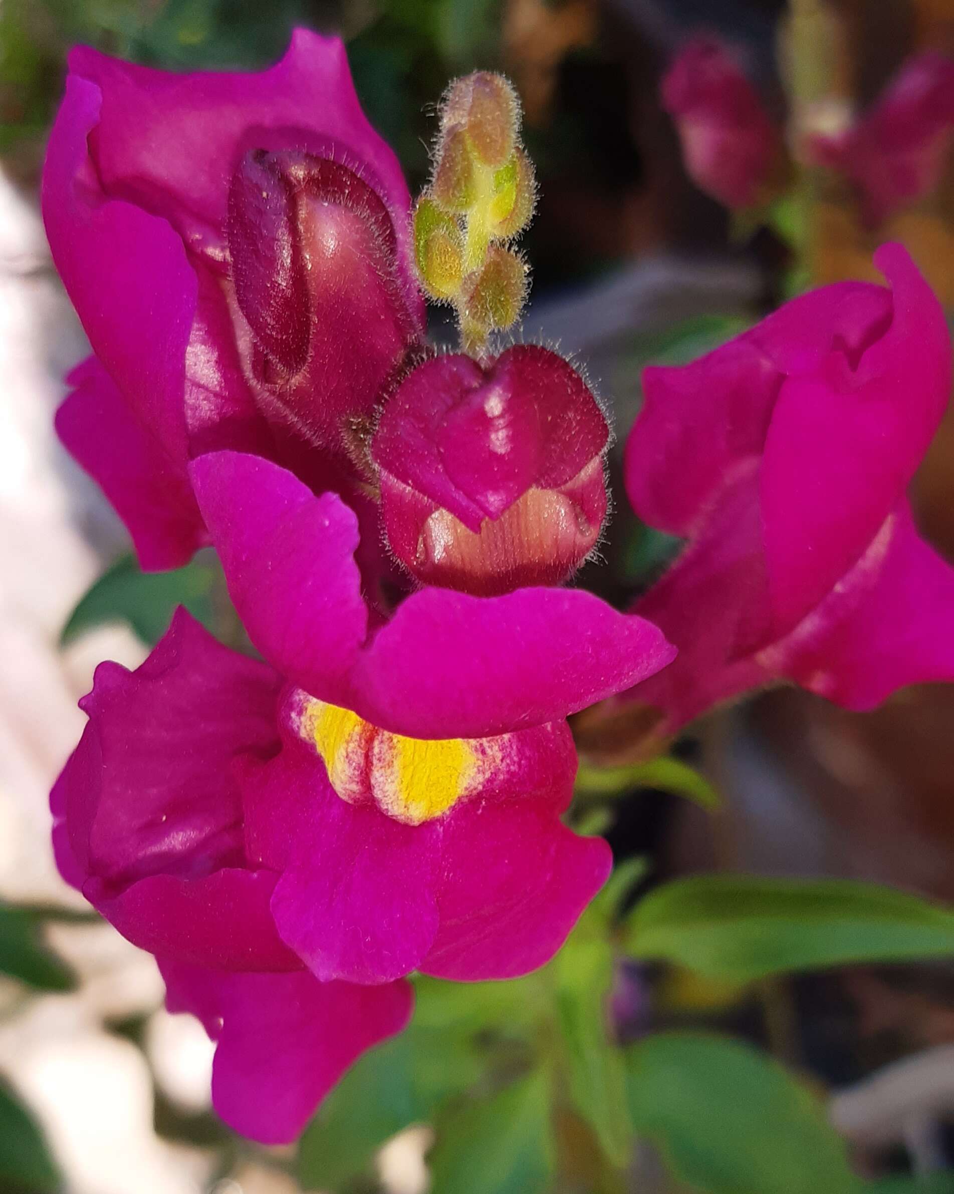 Plancia ëd Antirrhinum majus L.