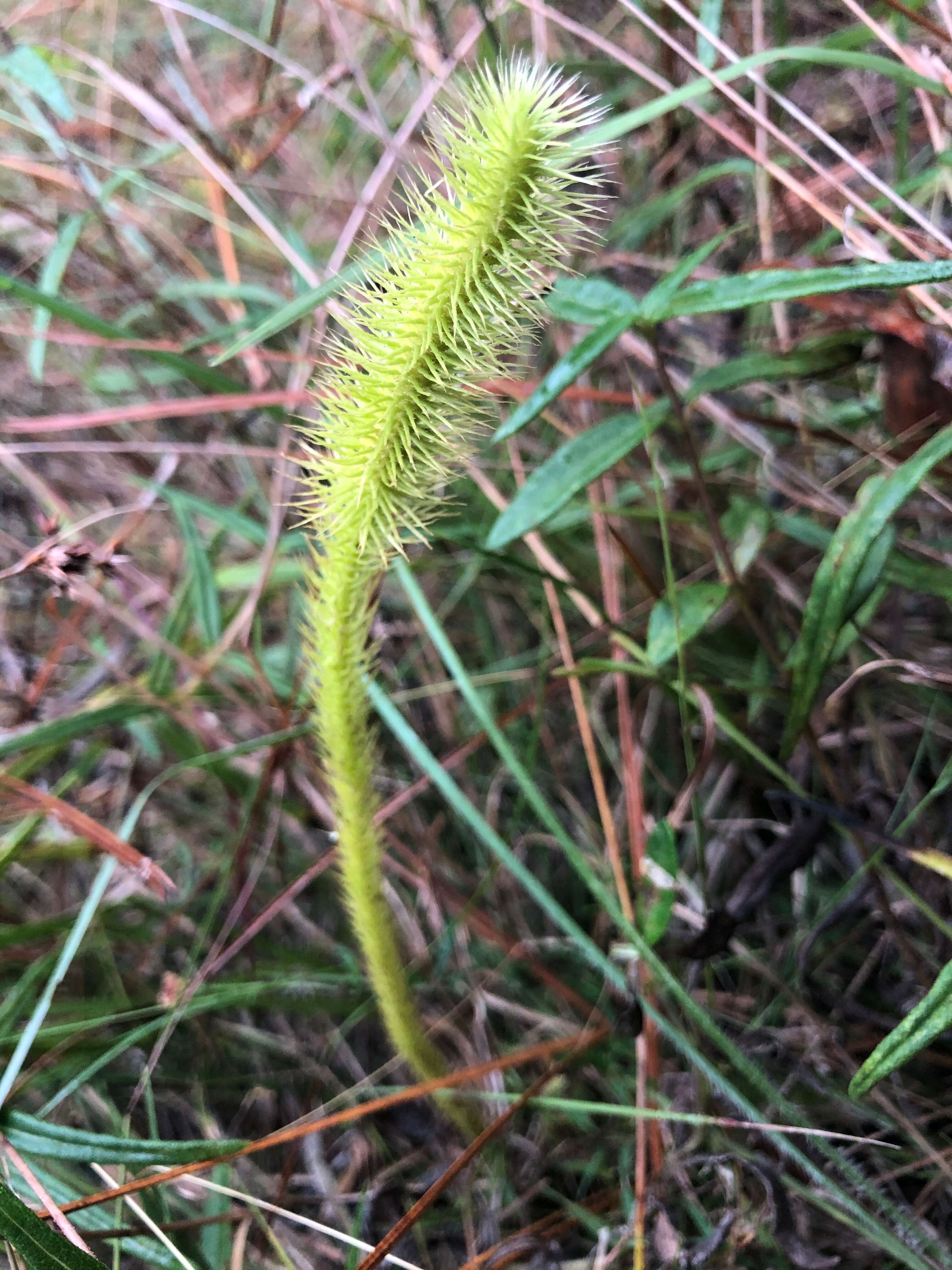 Image of foxtail clubmoss