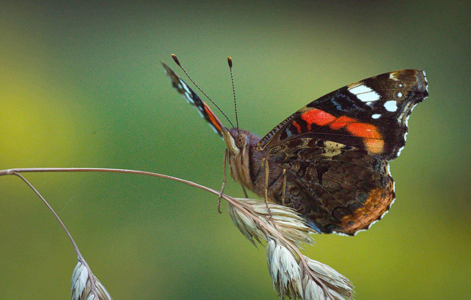 Image of Red Admiral