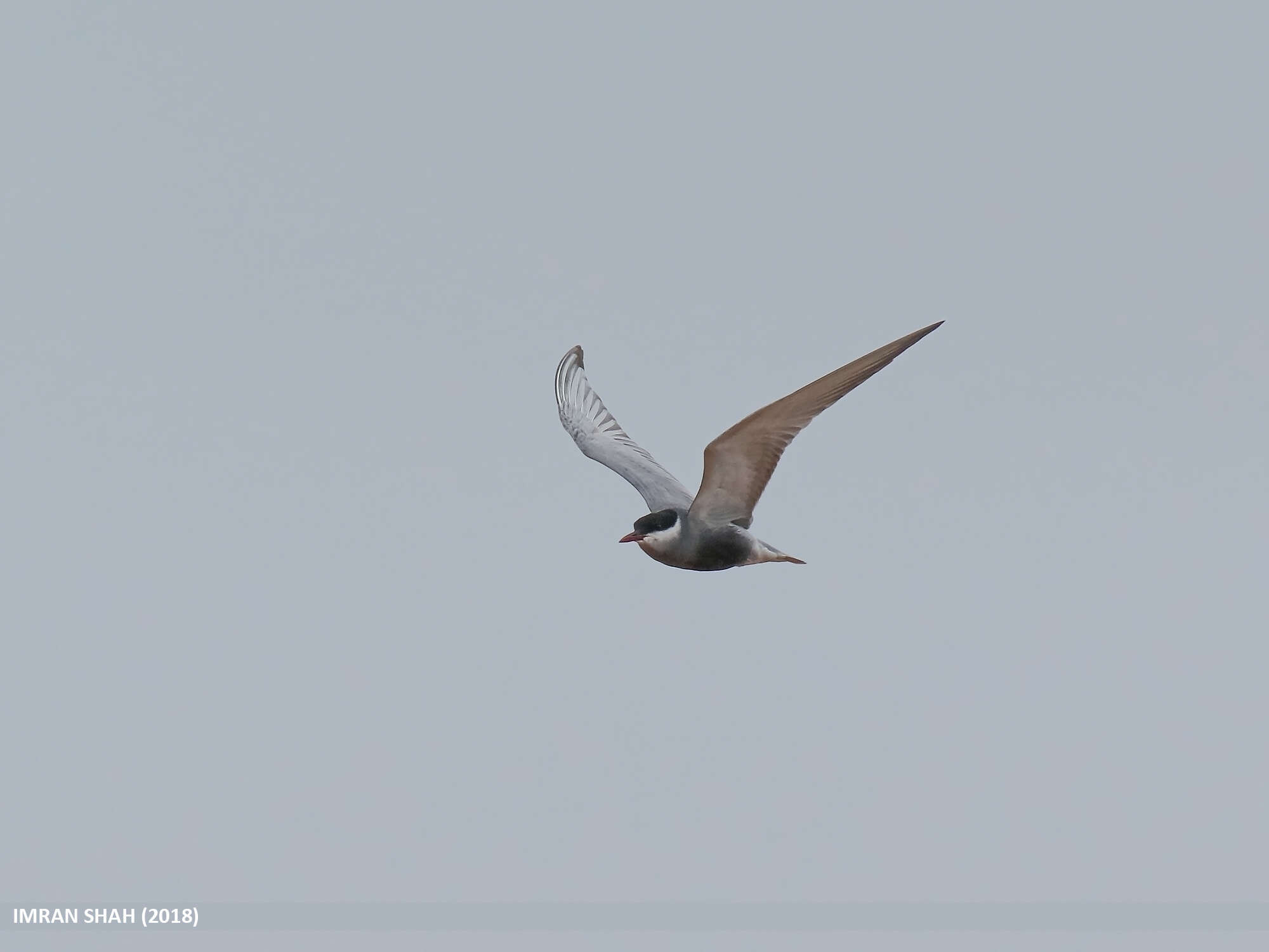 Image of Whiskered Tern