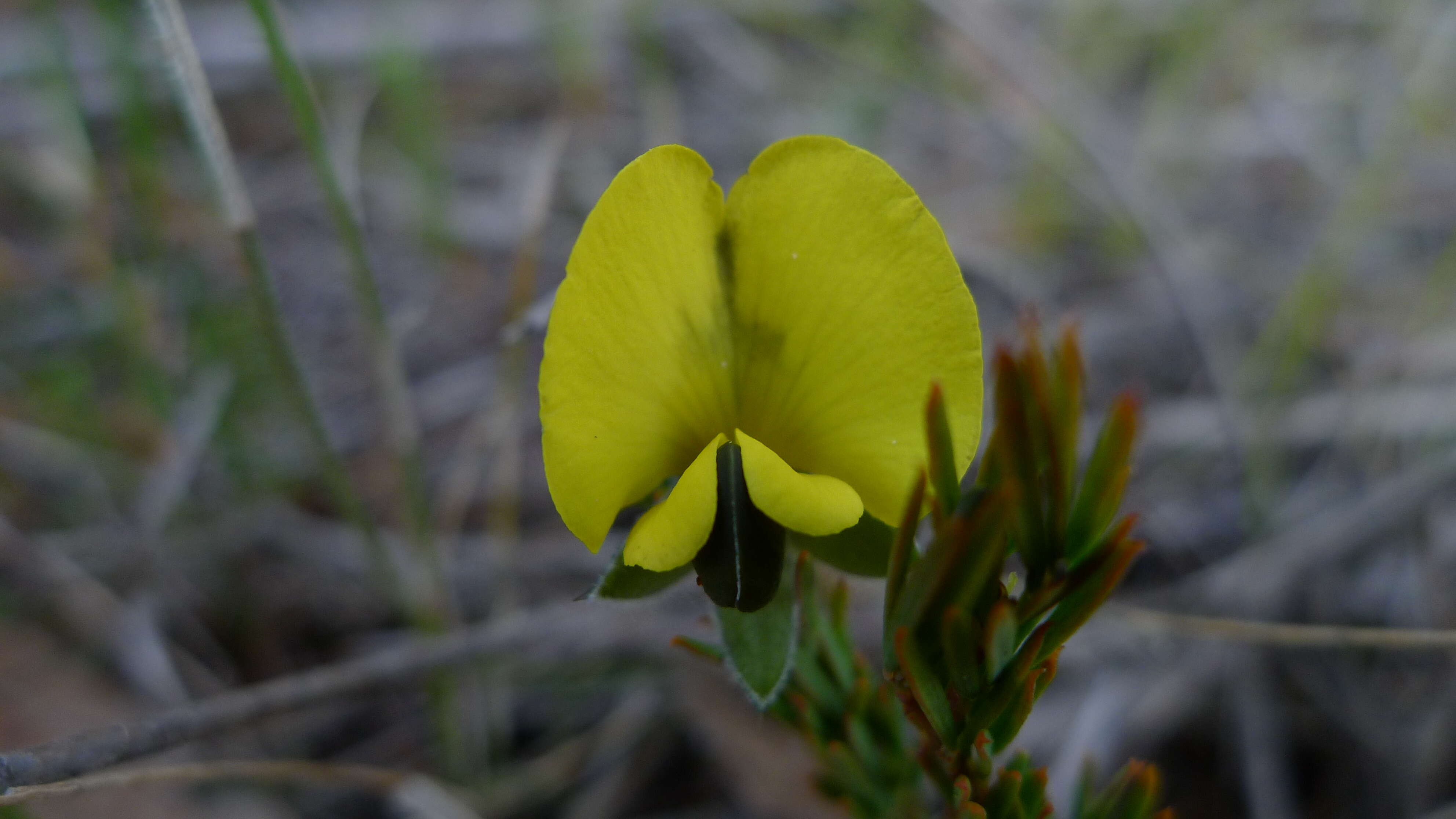 Plancia ëd Gompholobium minus Sm.