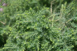 Melaleuca incana R. Br.的圖片