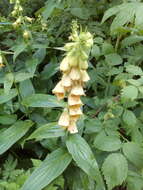 Imagem de Digitalis grandiflora Mill.