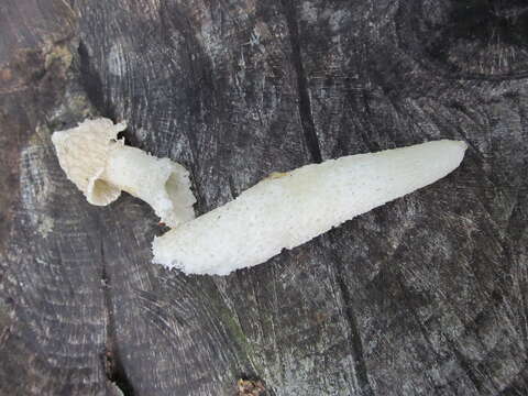 Image of Stinkhorn