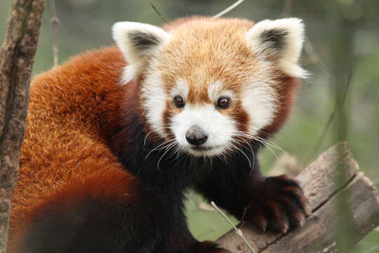 Image of Red panda