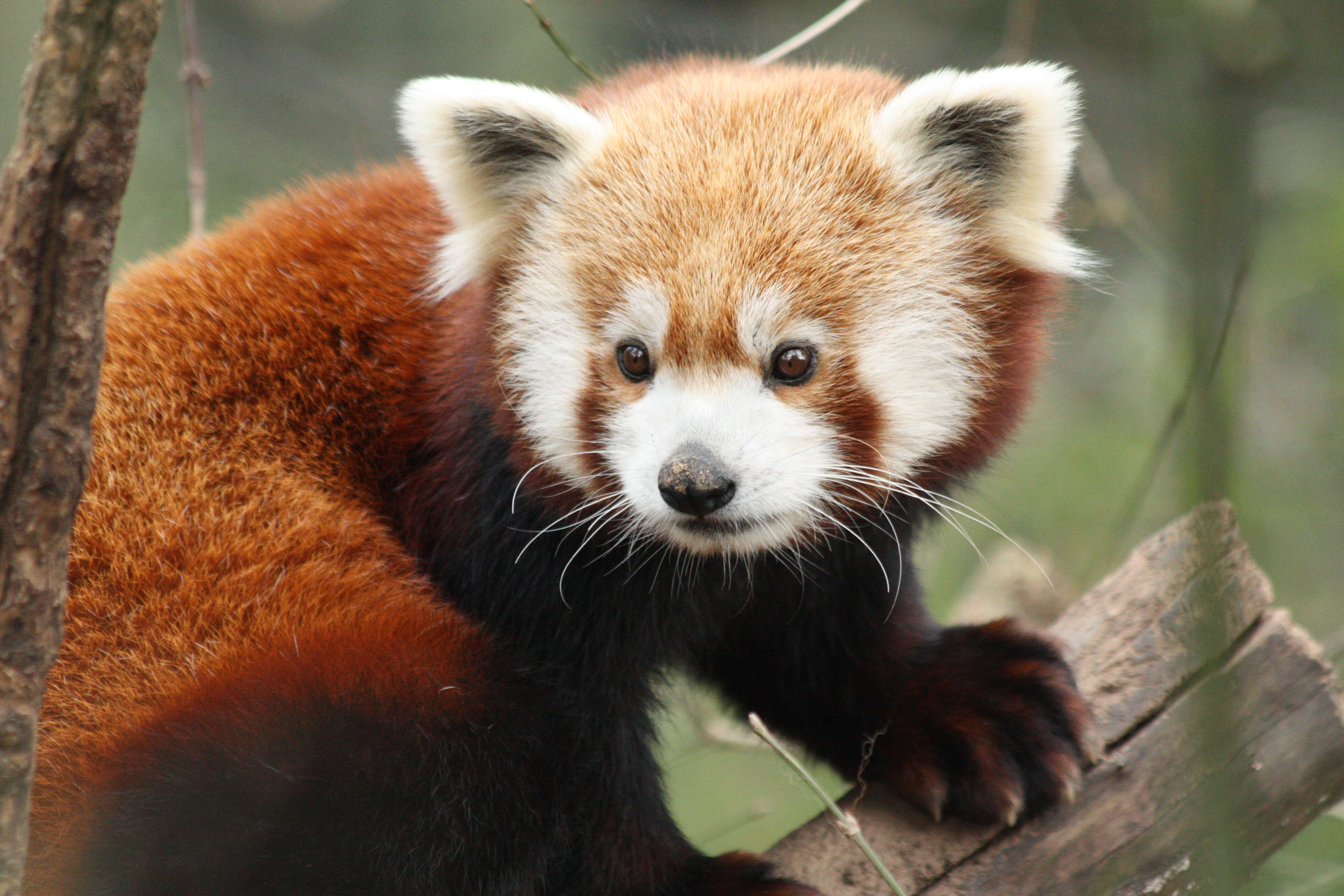 Image of red pandas