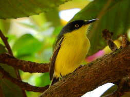 Todirostrum cinereum (Linnaeus 1766) resmi