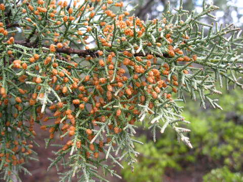 Image of Baker Cypress