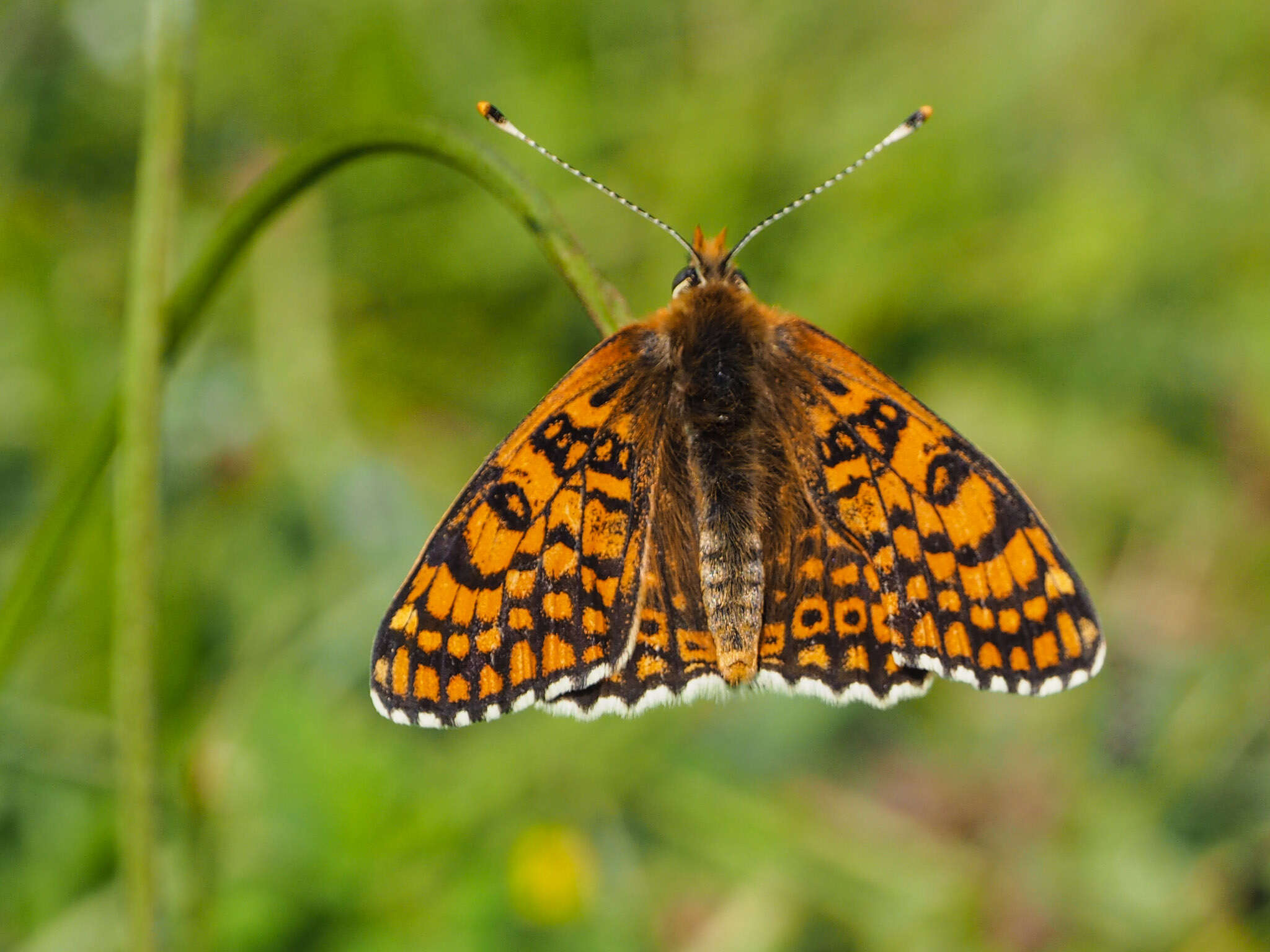 Image of glanville fritellary