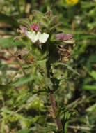 Image of Mediterranean lineseed