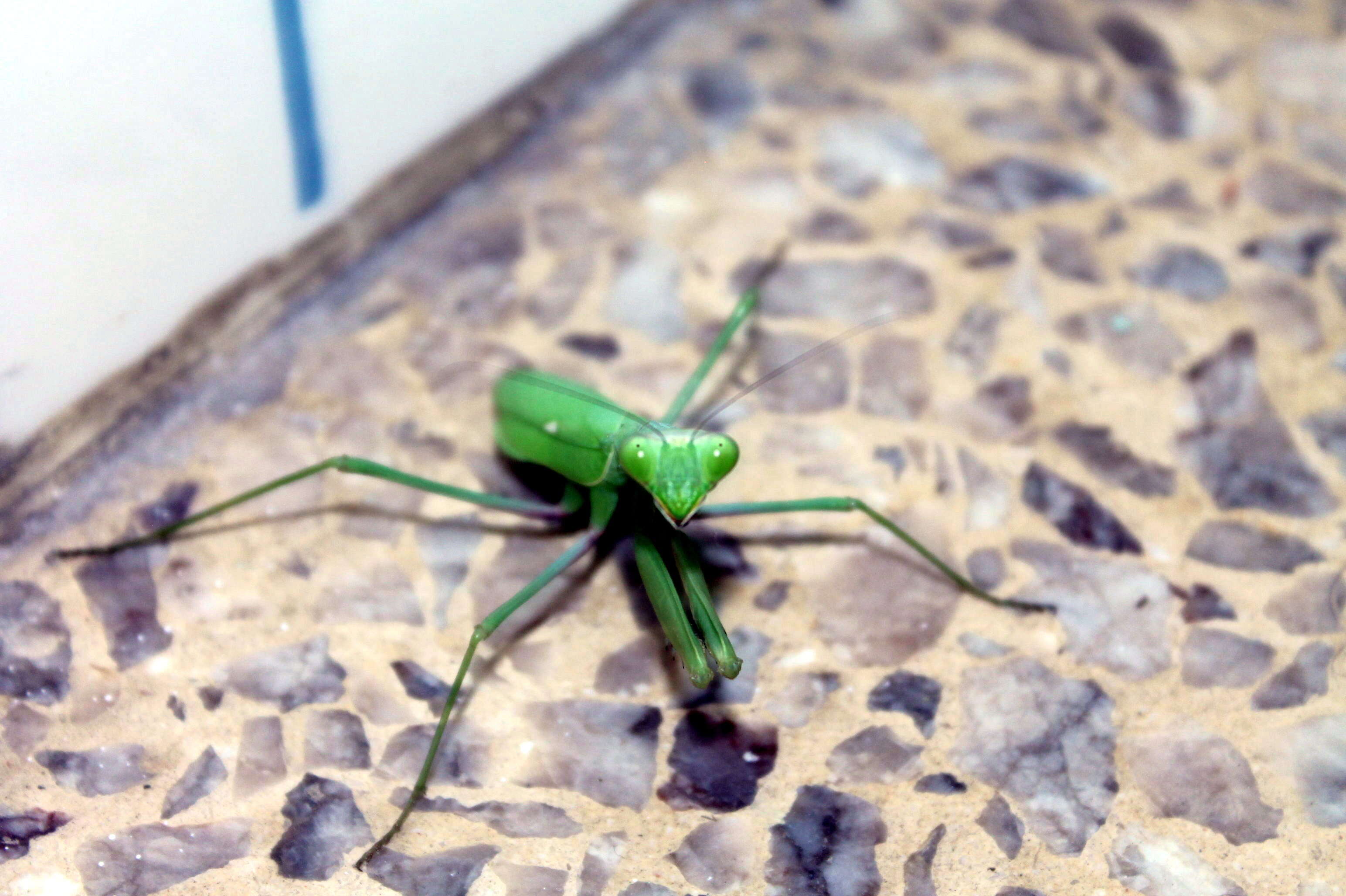 Image of African mantis