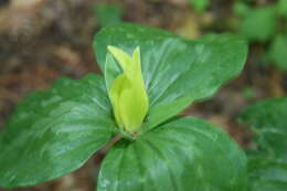 Trillium luteum (Muhl.) Harb. resmi