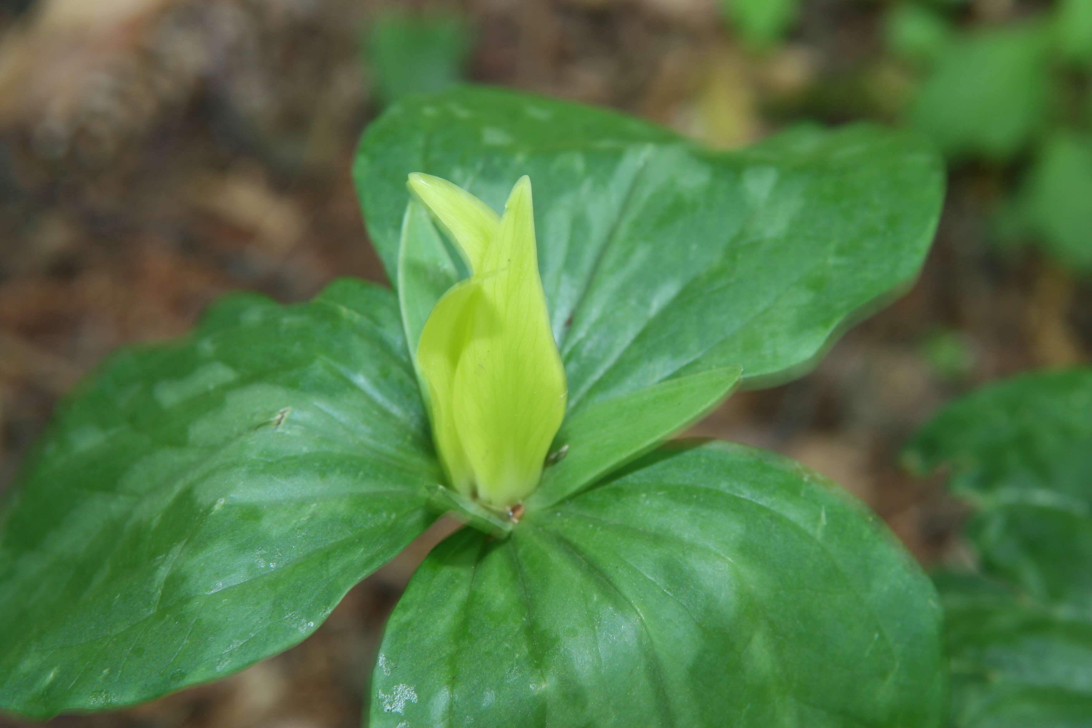 Trillium luteum (Muhl.) Harb. resmi