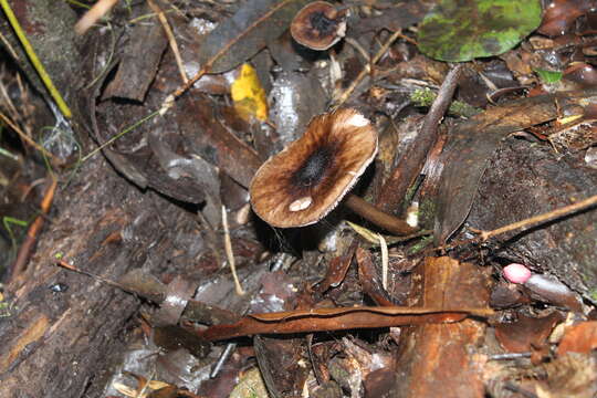 Image of Rhodocollybia butyracea (Bull.) Lennox 1979