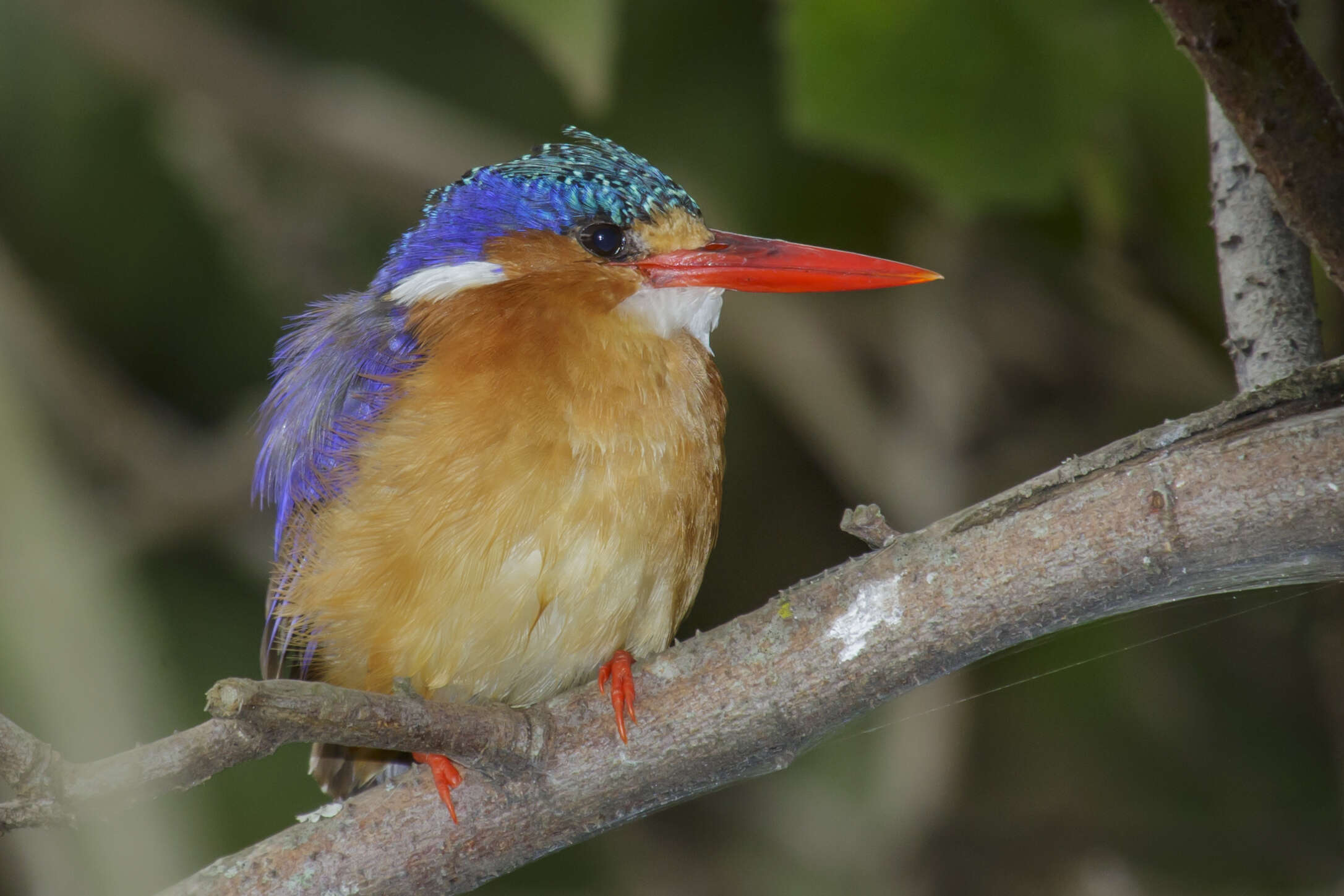 Image of Alcedo cristata