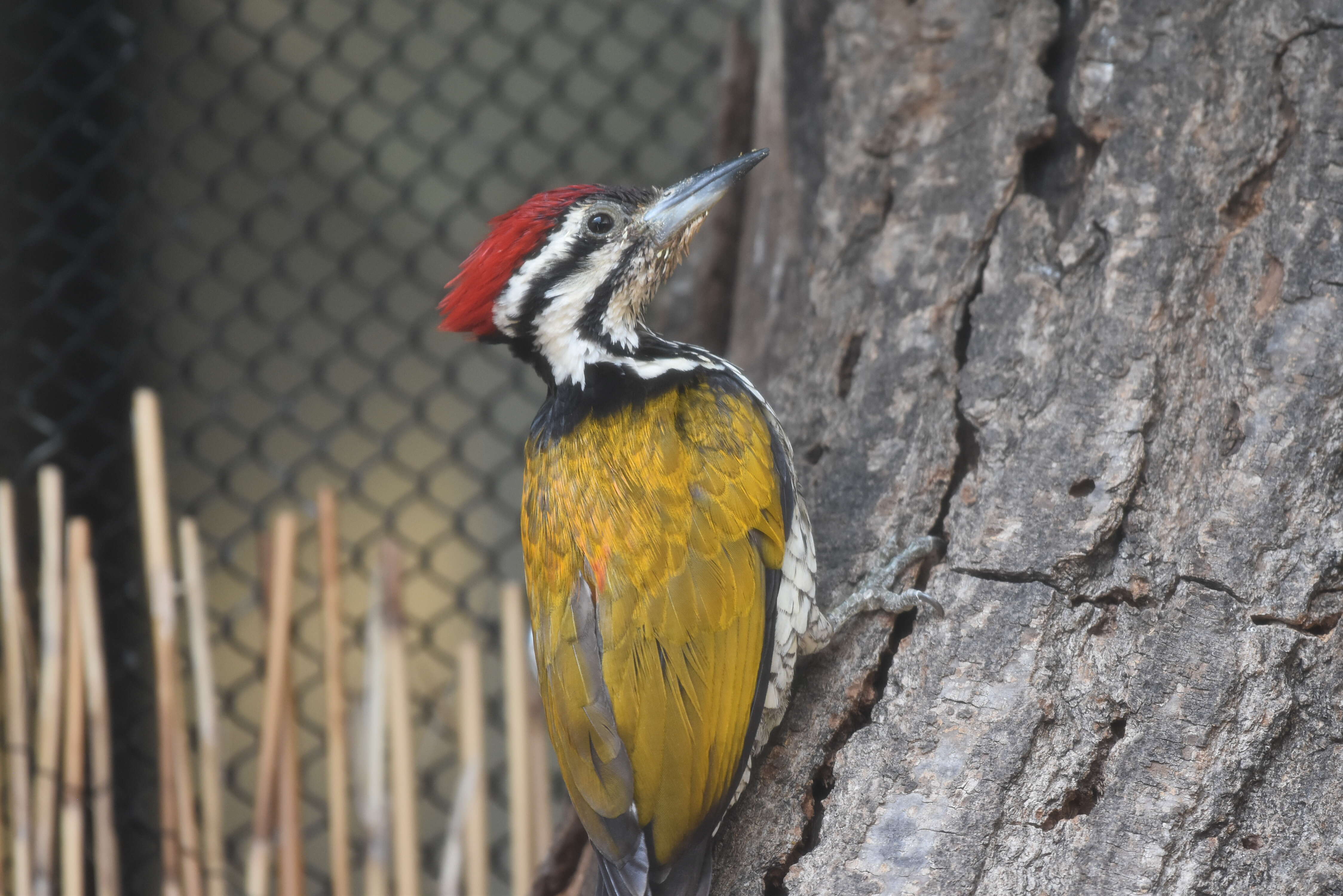 Image of Black-rumped Flameback