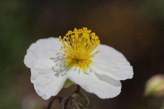 Image of White Rock-rose