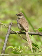 Image of Grey-breasted Prinia