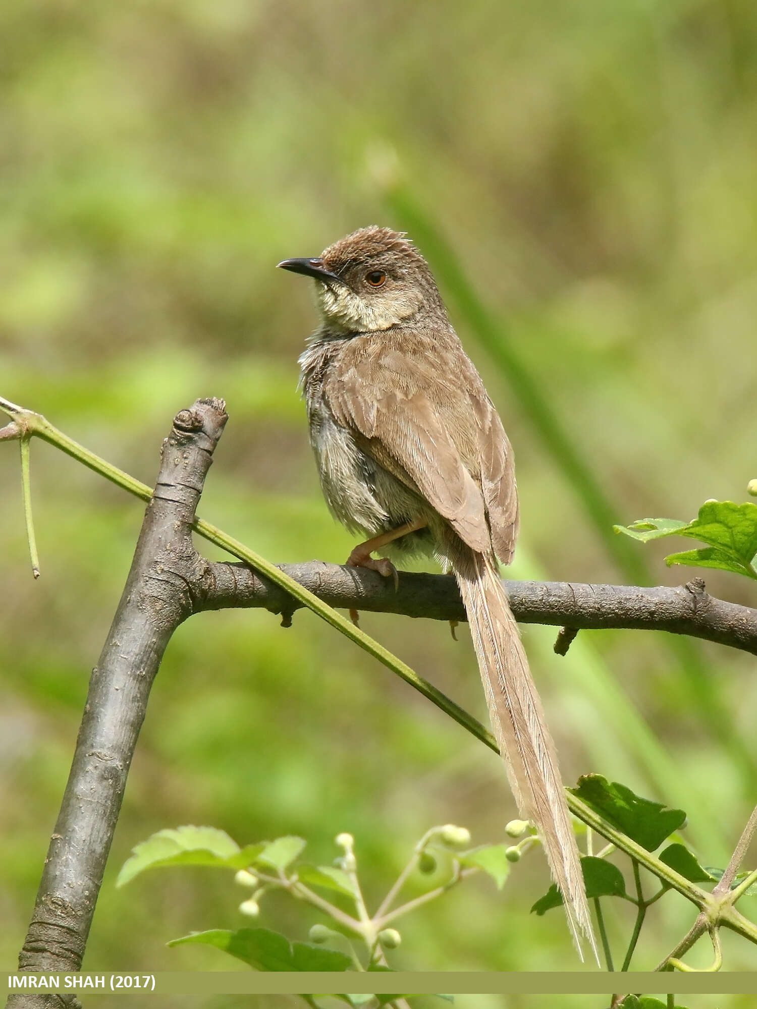 Image of Grey-breasted Prinia