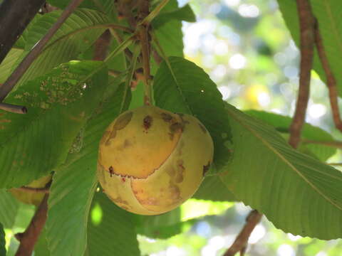 Plancia ëd Dillenia indica L.