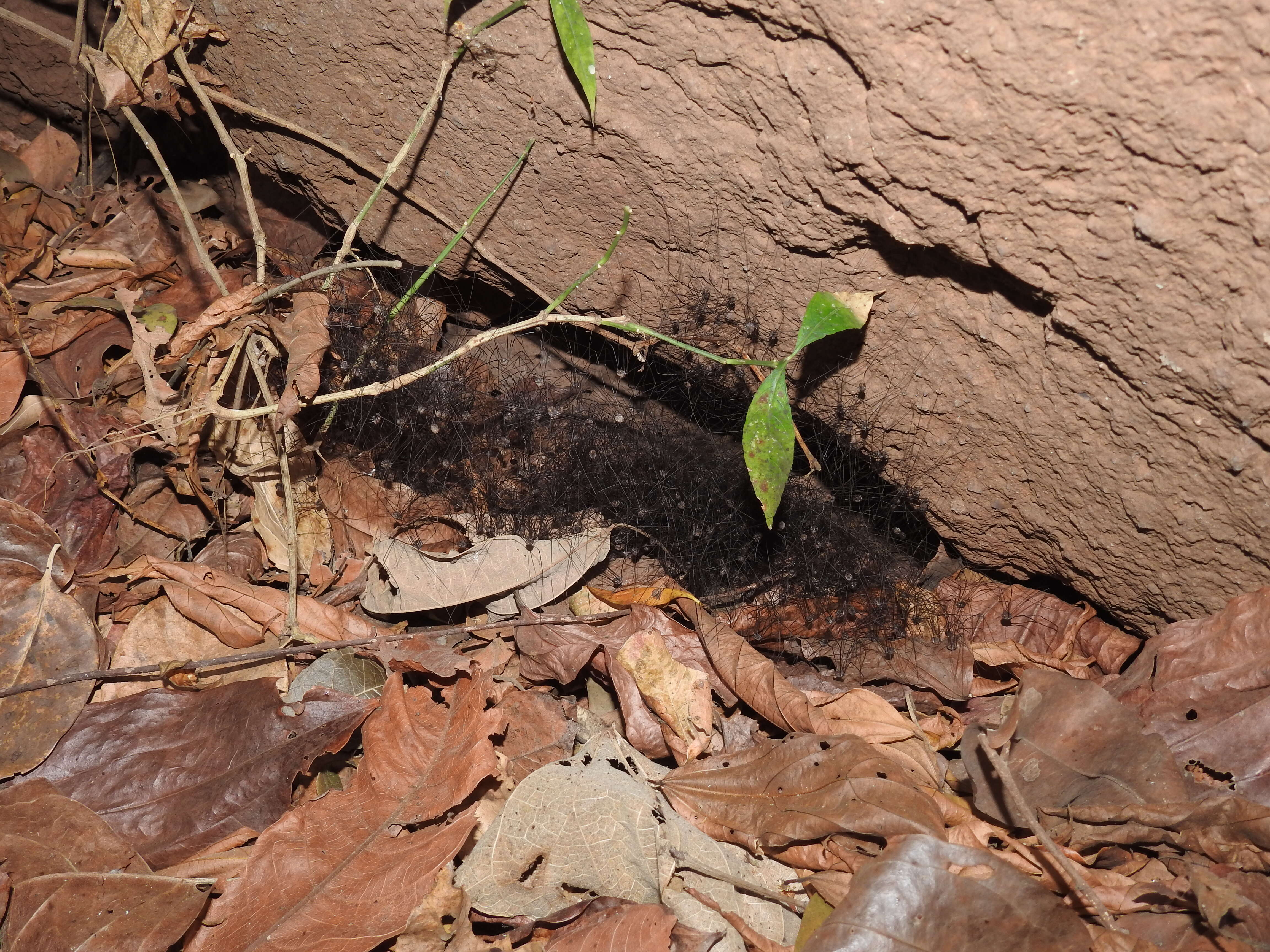 Image of Cellar spider