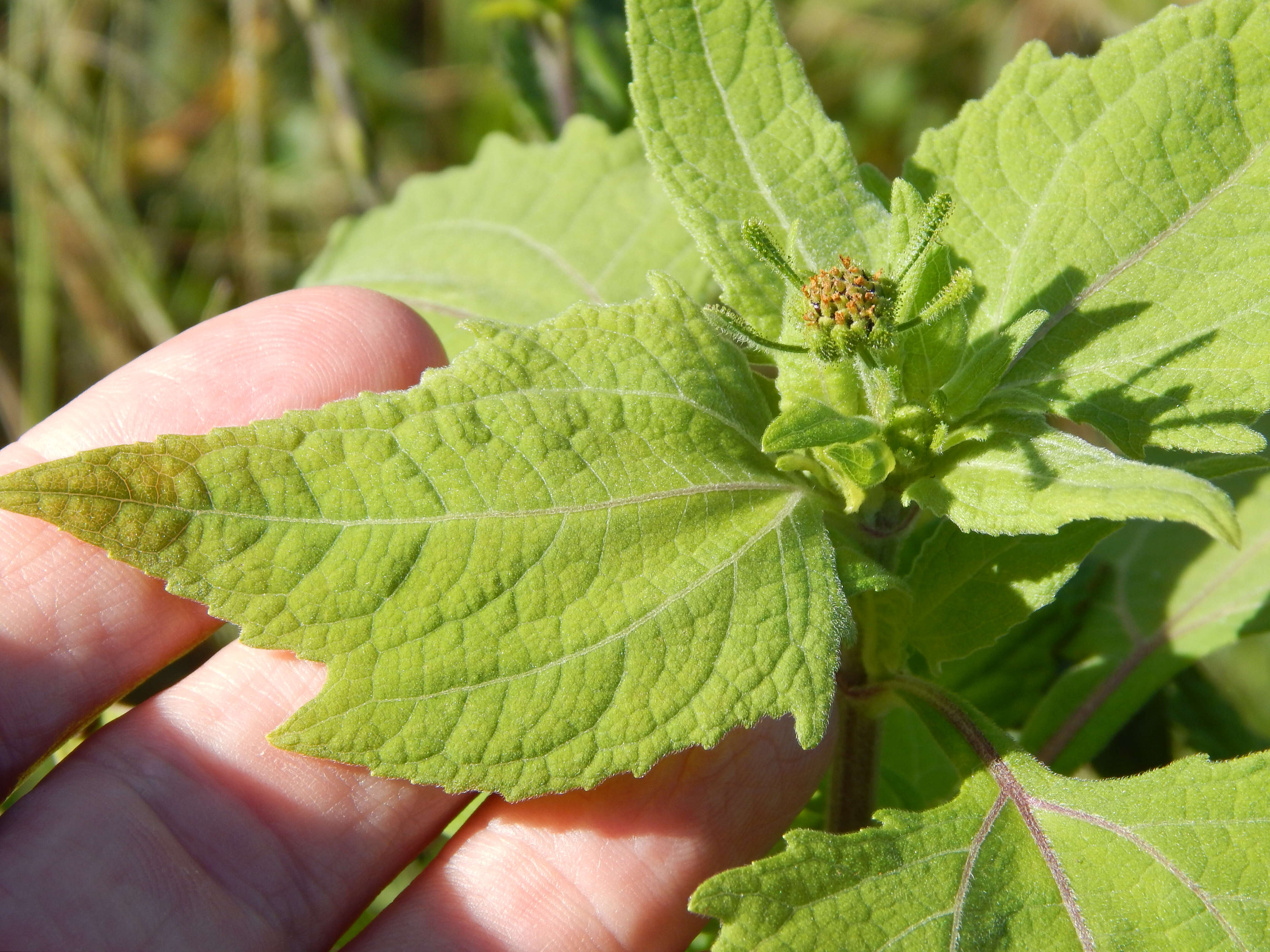 Image of common St. Paul's wort