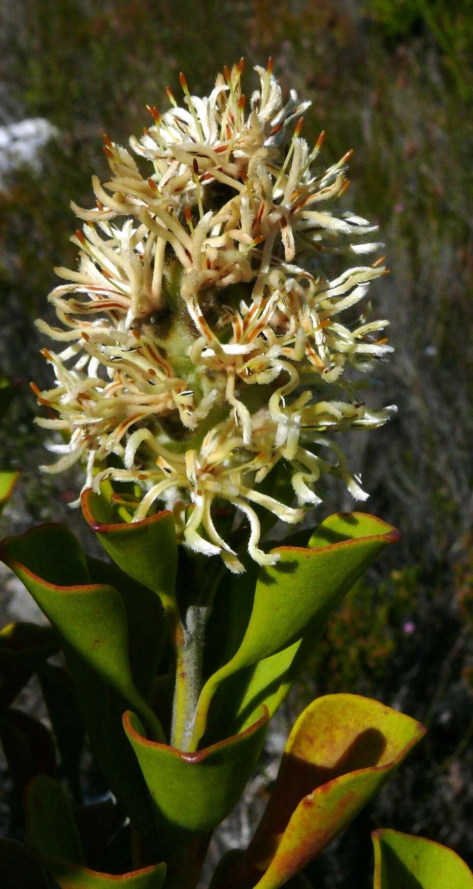 Image of Bottlebush