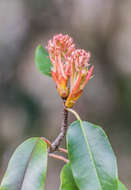 Image de Photinia glabra (Thunb.) Maxim.