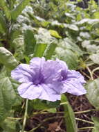 Image de Ruellia simplex Wright