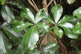 Image of shrub panax