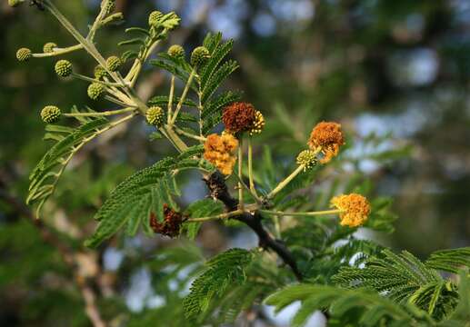 Plancia ëd Vachellia nilotica