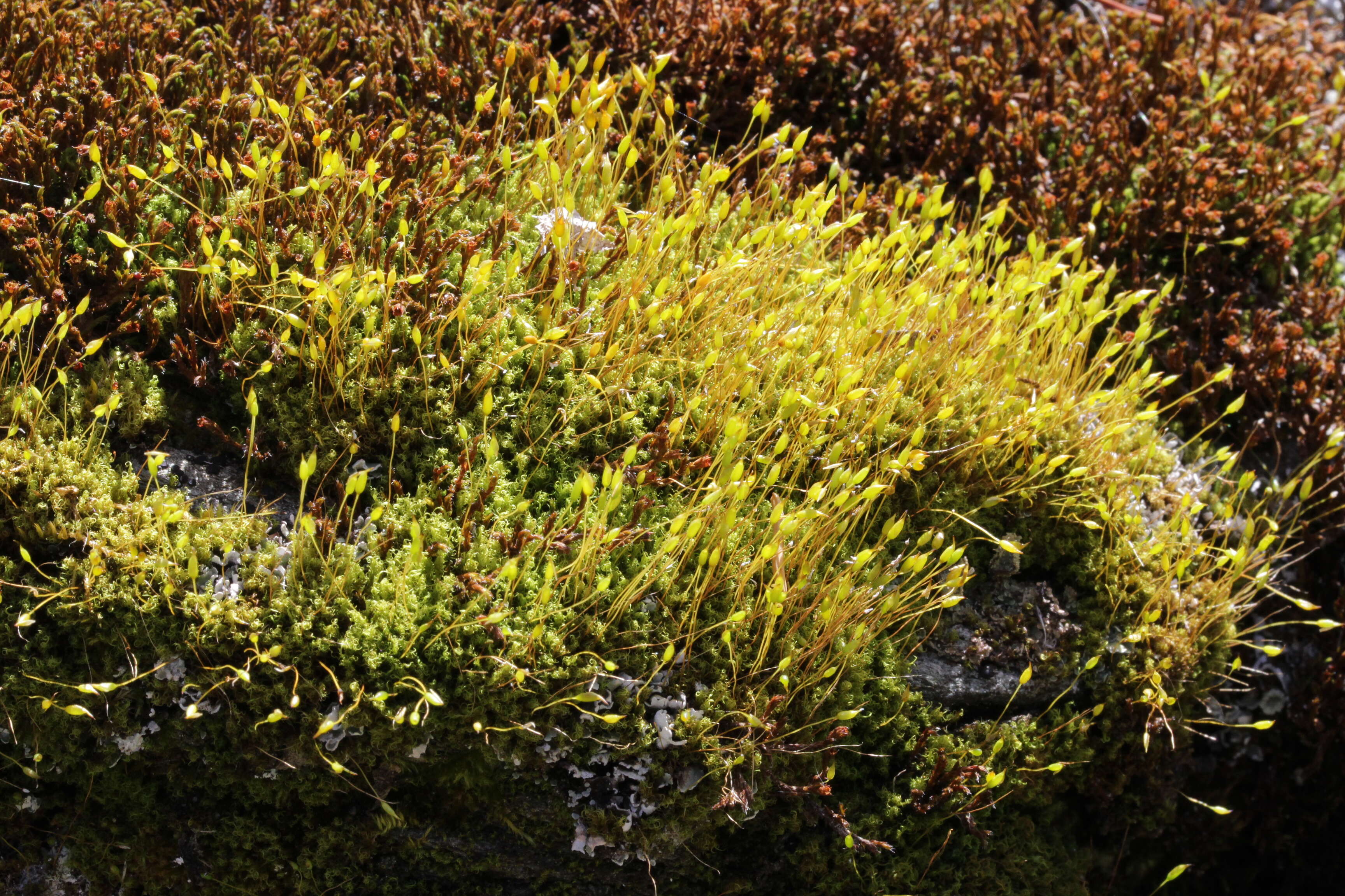 Image of dicranoweisia moss