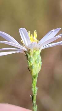 Image of scaleleaf aster