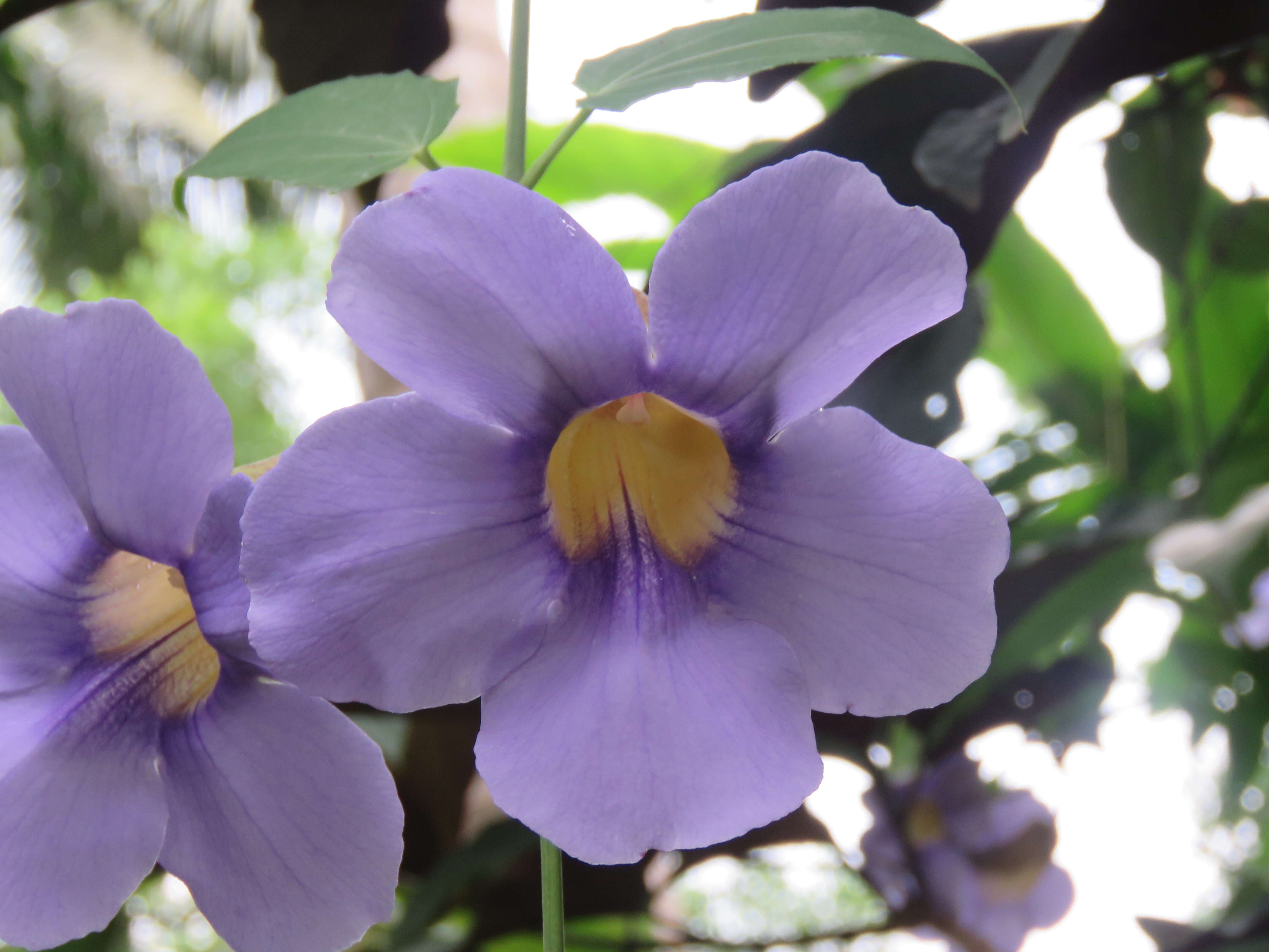 Image of Bengal clock vine