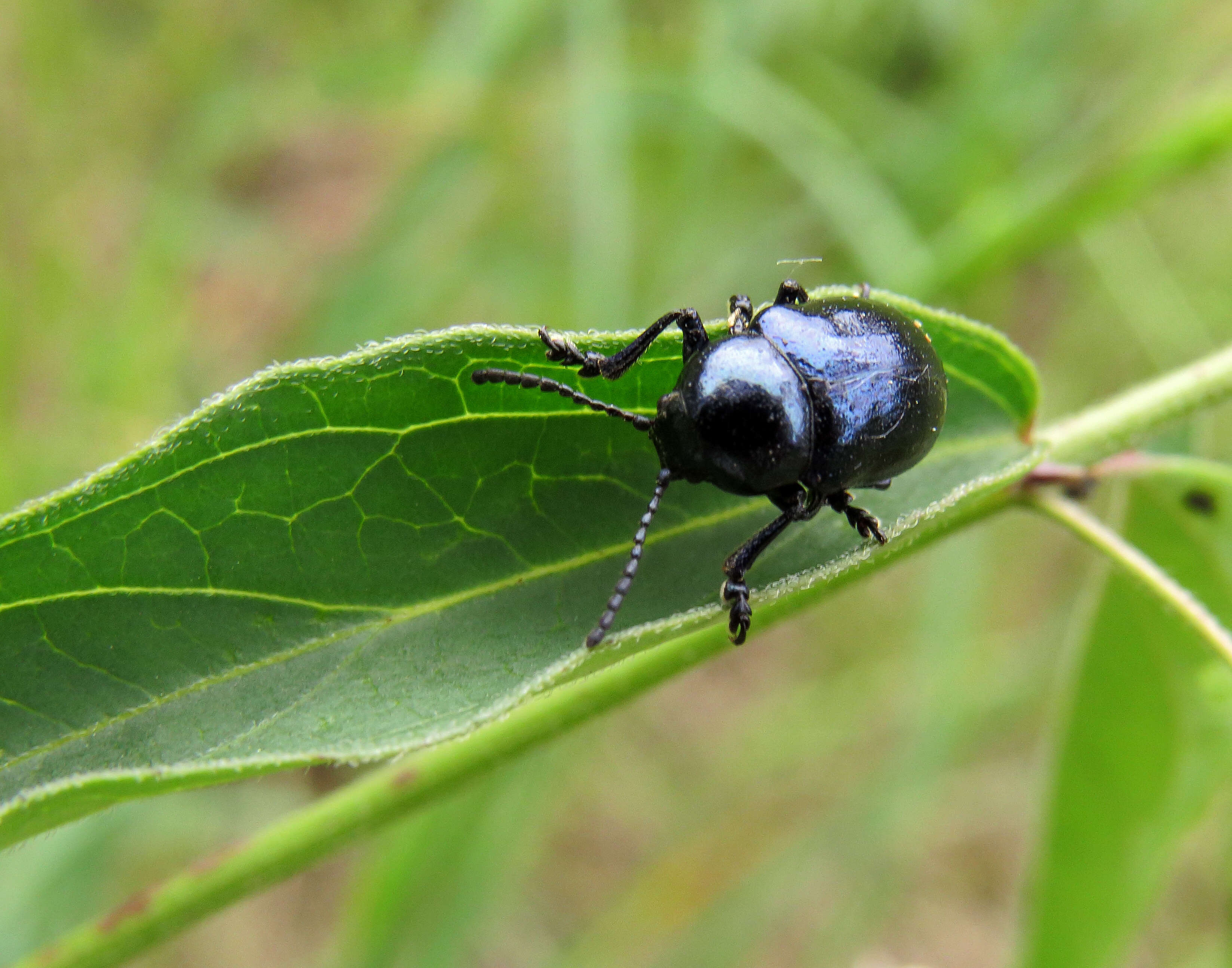 Image of Chrysochus asclepiadeus