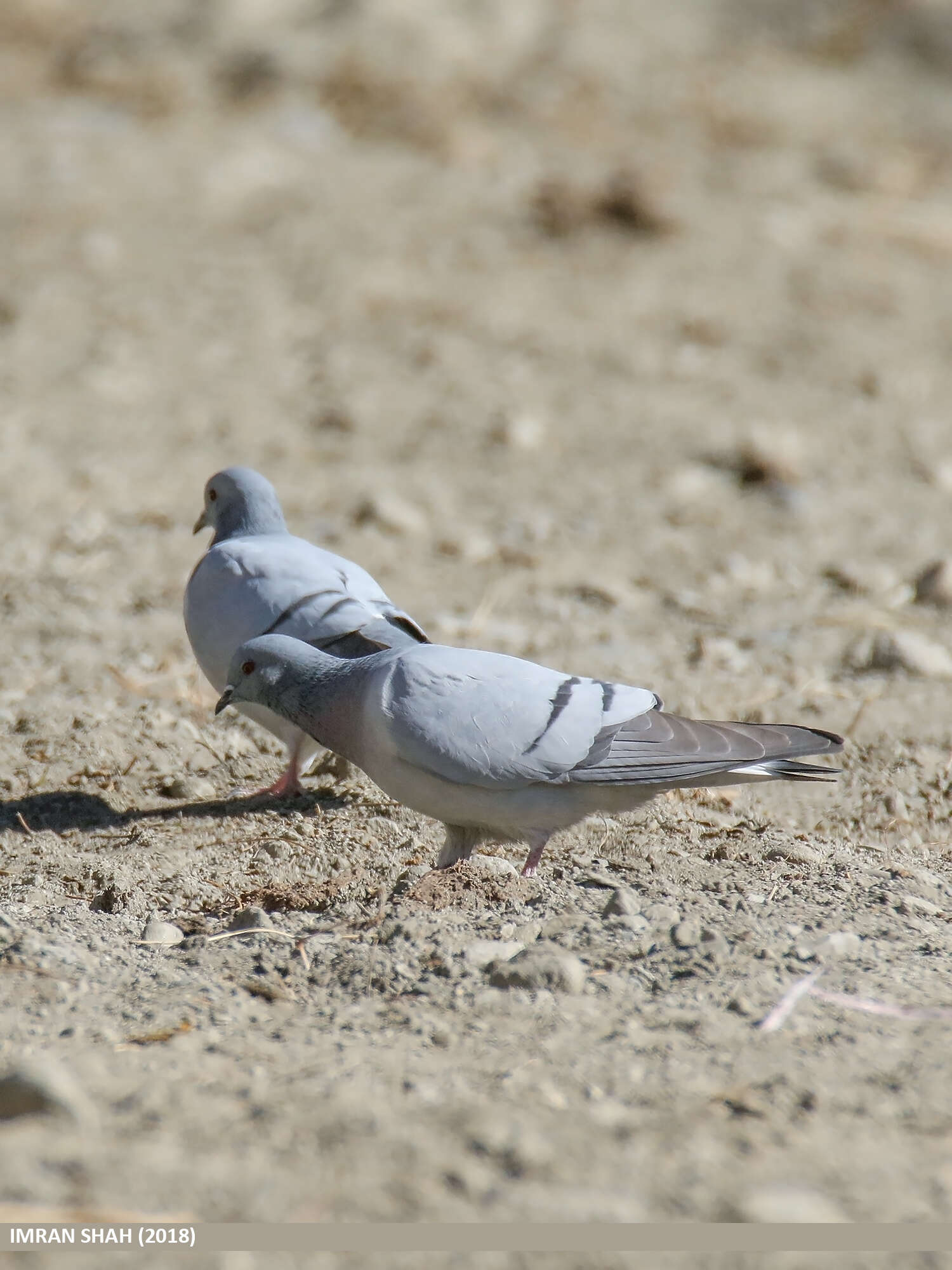 Image of Hill Pigeon