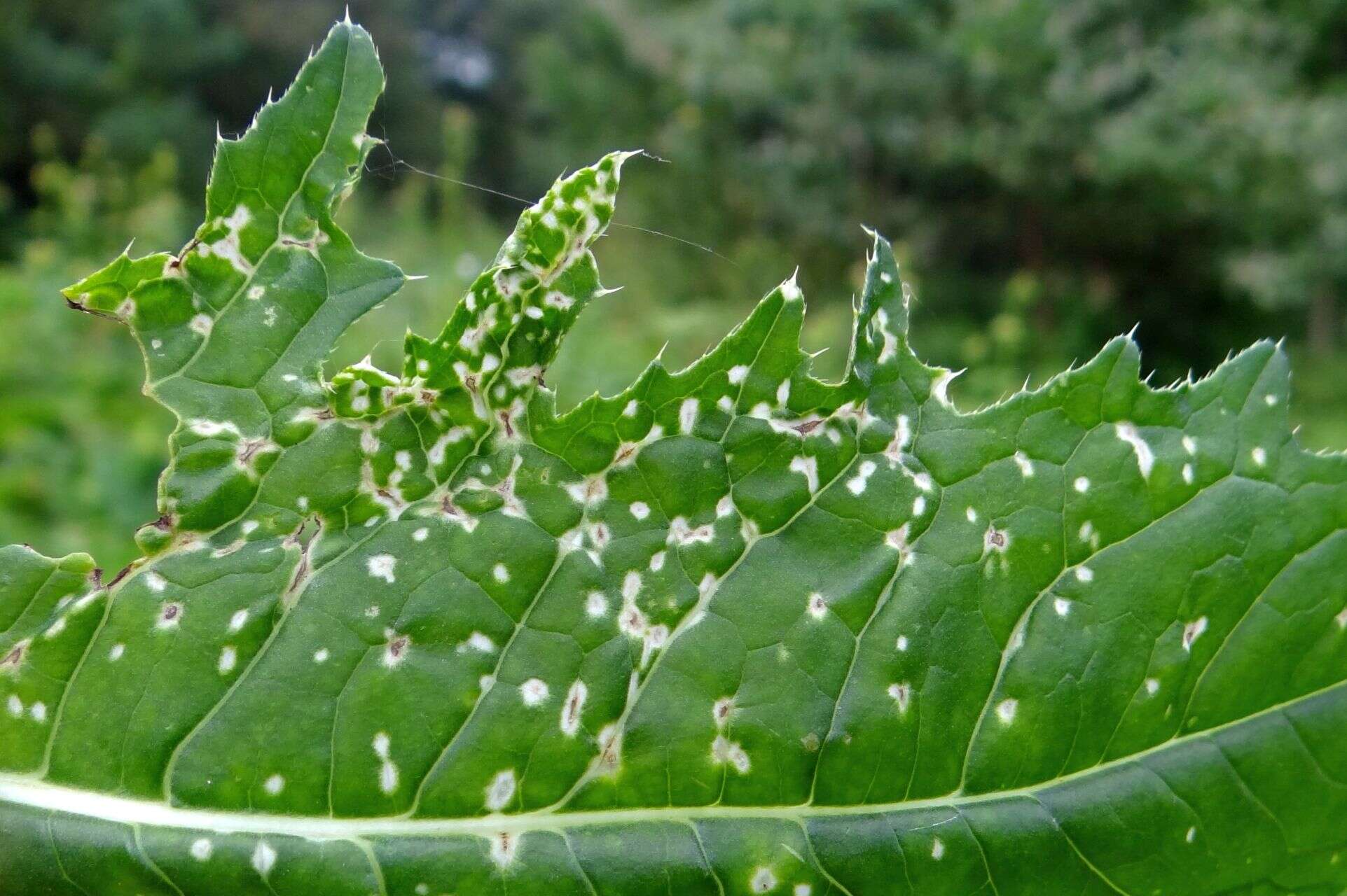 Image of Cabbage Thistle